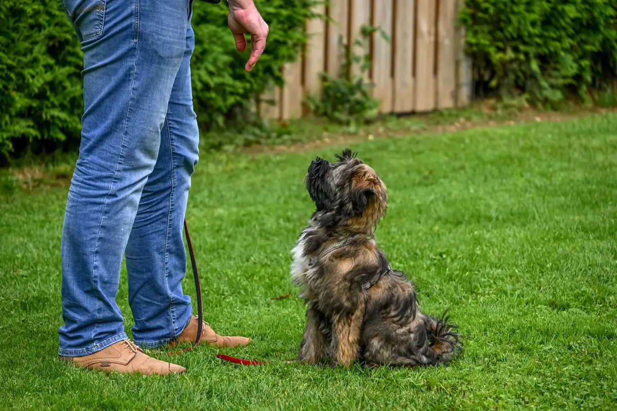 Hund sitzt beim Gehorsamstraining an der Leine neben seinem Menschen